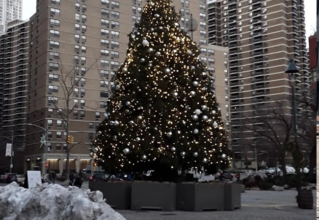 Seaport District Tree